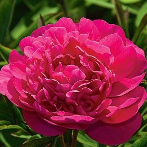 Meet your Posher, Janee